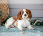 Small #2 Cavalier King Charles Spaniel