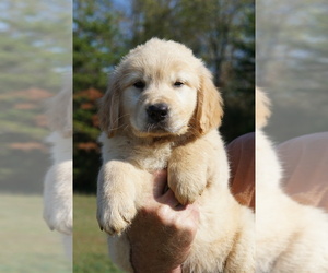 Golden Retriever Puppy for Sale in BRYANT, Alabama USA