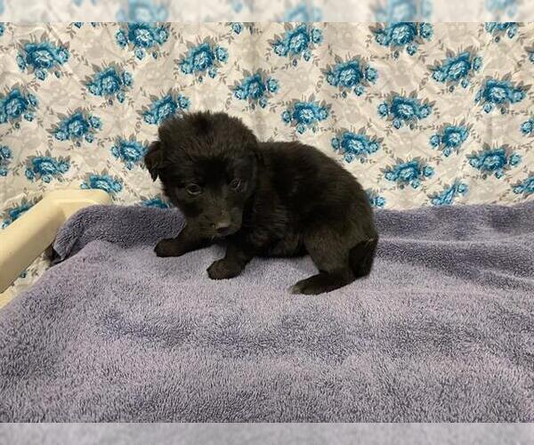 Medium Photo #1 Shollie Puppy For Sale in Modesto, CA, USA