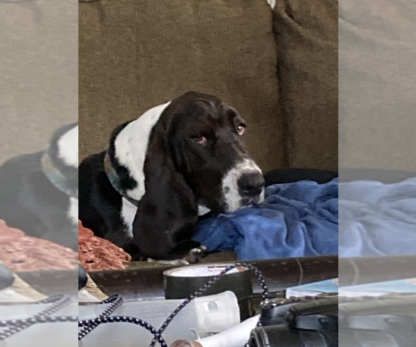 Medium Photo #1 Basset Hound Puppy For Sale in KENNEWICK, WA, USA