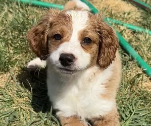 Golden Mountain Doodle  Puppy for sale in KENNEWICK, WA, USA