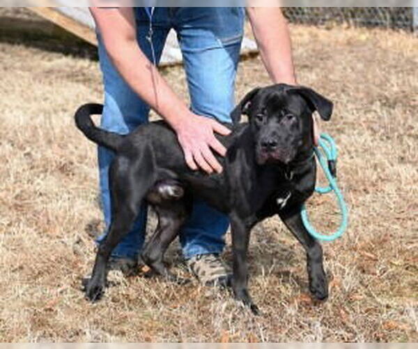 Medium Photo #4 Labrador Retriever-Unknown Mix Puppy For Sale in Glen Allen, VA, USA