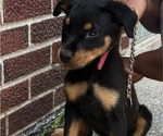 Small Photo #9 Rottweiler Puppy For Sale in DETROIT, MI, USA