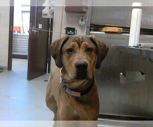 Labrador Retriever-Unknown Mix Dogs for adoption in Fayetteville, NC, USA