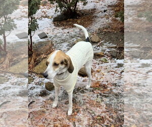 Walker - Male Coonhound Dog for Adoption - Photo #2