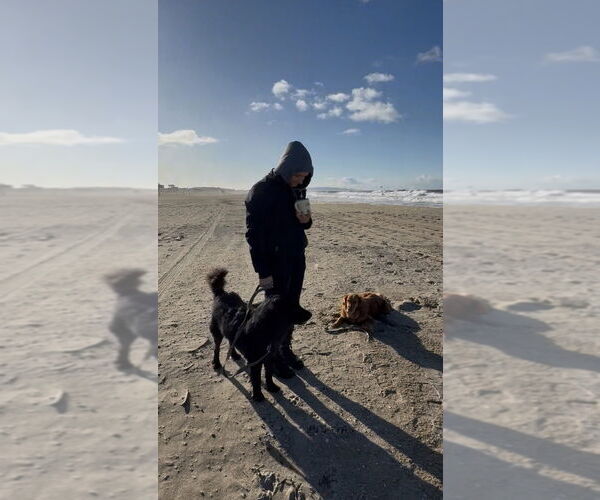 Medium Photo #2 Border Collie-Unknown Mix Puppy For Sale in Dana Point, CA, USA