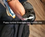 Puppy Puppy 3 BLUE Rottweiler-American Pit Bull Terrier