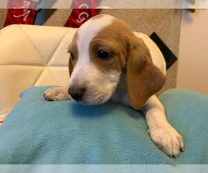Beagle Puppy for sale in FONTANA, CA, USA
