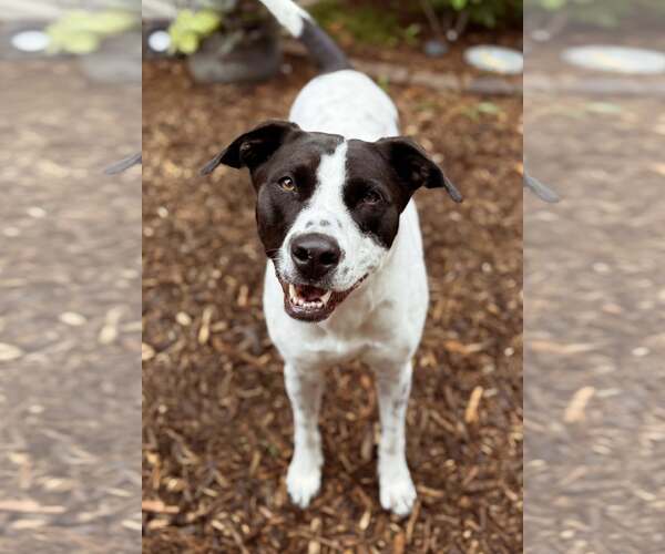 Medium Photo #2 American Staffordshire Terrier-Pointer Mix Puppy For Sale in Arlington, VA, USA