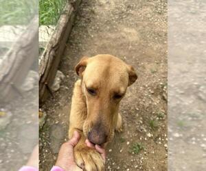 Labrador Retriever-Unknown Mix Dogs for adoption in San Antonio, TX, USA