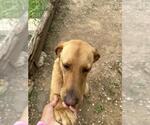 Small Labrador Retriever Mix