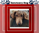 Poppy - Female Mutt Dog for Adoption - Small photo