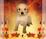 Puppy Boomhauer Golden Retriever