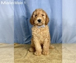 Small Photo #8 Goldendoodle Puppy For Sale in OCALA, FL, USA