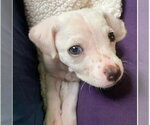 Small #4 Mutt