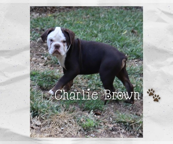 Medium Photo #9 Olde English Bulldogge Puppy For Sale in PINE VILLAGE, IN, USA