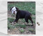 Small Photo #9 Olde English Bulldogge Puppy For Sale in PINE VILLAGE, IN, USA