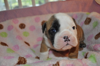Bulldog Puppy for sale in SILVER SPRINGS, FL, USA