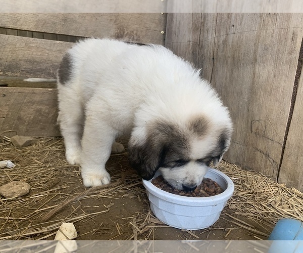 Medium Photo #1 Great Pyrenees Puppy For Sale in WESTMORELAND, TN, USA