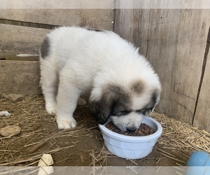 Great Pyrenees Puppy for sale in WESTMORELAND, TN, USA