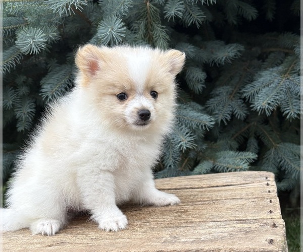 Medium Photo #1 Pomeranian Puppy For Sale in MIDDLEBURY, IN, USA