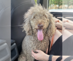 Small #2 Poodle (Standard) Mix