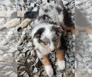 Miniature Australian Shepherd Puppy for Sale in LYNCHBURG, Tennessee USA