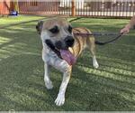 Small Photo #2 Beagle-Unknown Mix Puppy For Sale in Las Vegas, NV, USA