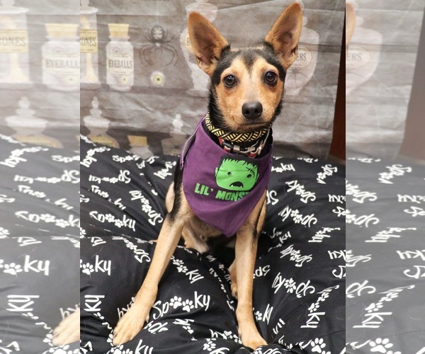 Medium Photo #2 Chihuahua-Unknown Mix Puppy For Sale in Victorville, CA, USA