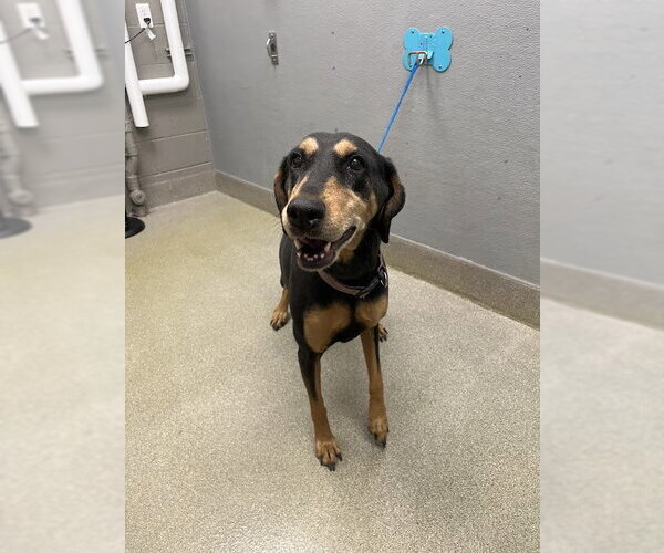 Medium Photo #1 Doberman Pinscher-Unknown Mix Puppy For Sale in Las Vegas, NV, USA