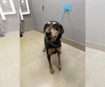 Small Doberman Pinscher Mix