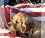 Small Photo #4 Goldendoodle Puppy For Sale in WACO, TX, USA