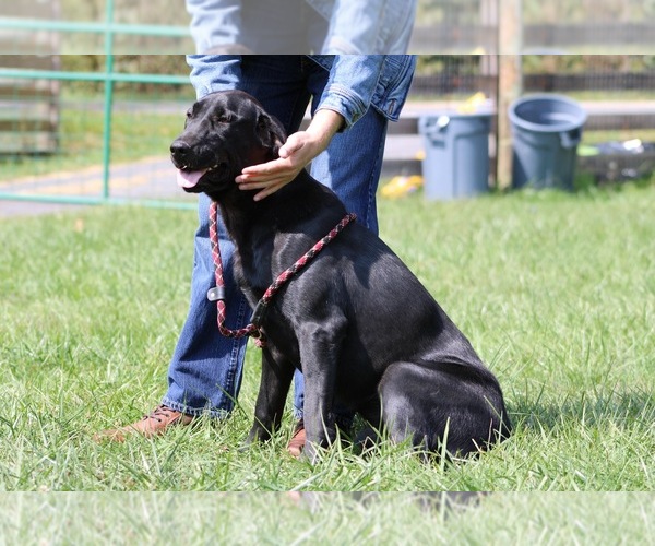 Medium Photo #3 Labrador Retriever Puppy For Sale in NEOLA, WV, USA