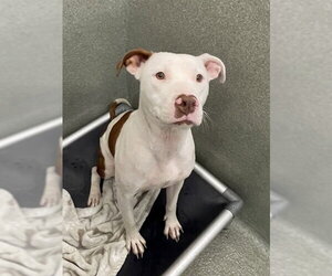 Mutt Dogs for adoption in Lee's Summit, MO, USA