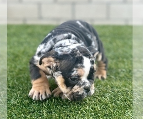 Medium Photo #3 English Bulldog Puppy For Sale in NEWPORT BEACH, CA, USA