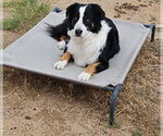Small Australian Shepherd Mix
