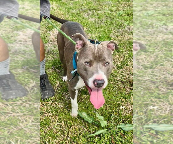 Medium Photo #4 American Pit Bull Terrier-American Staffordshire Terrier Mix Puppy For Sale in Brewster, NY, USA