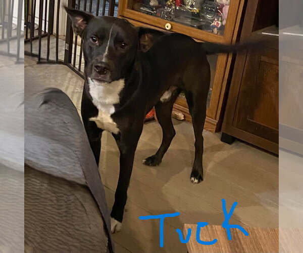 Medium Photo #4 Mutt Puppy For Sale in Palatka, FL, USA