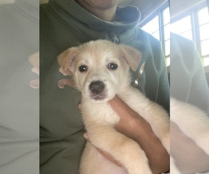 German Shepherd Dog-Huskimo Mix Puppy for sale in CHARLOTTE, NC, USA