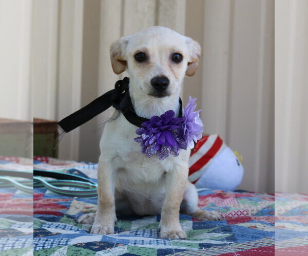 Medium Photo #1 Chihuahua Puppy For Sale in Bandera, TX, USA