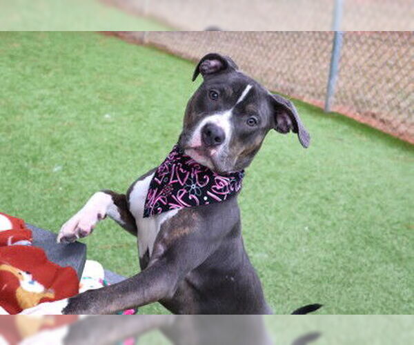 Medium Photo #1 Mutt Puppy For Sale in Rockaway, NJ, USA