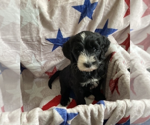 Medium Photo #6 Australian Labradoodle-Bernedoodle Mix Puppy For Sale in ATWATER, CA, USA