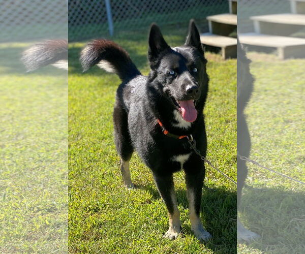 Medium Photo #1 - Mix Puppy For Sale in Virginia Beach, VA, USA