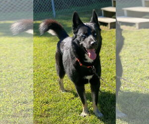 - Mix Dogs for adoption in Virginia Beach, VA, USA
