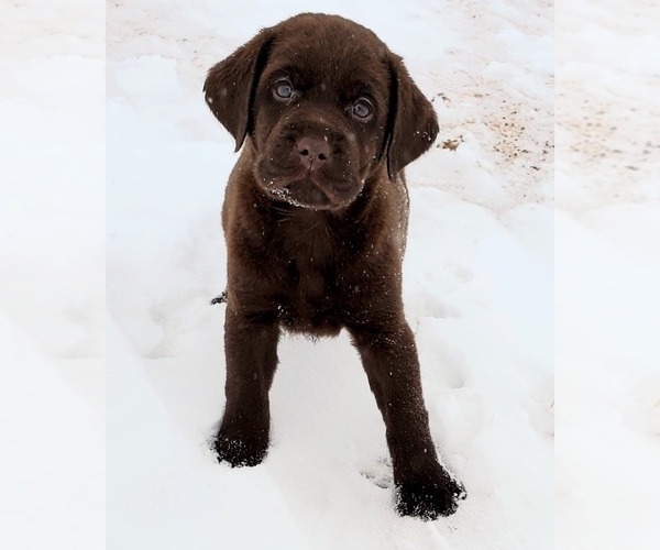Medium Photo #8 Labrador Retriever Puppy For Sale in FORT COLLINS, CO, USA