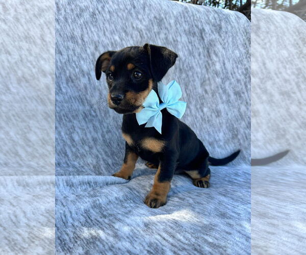 Medium Photo #2 Dachshund-Unknown Mix Puppy For Sale in MIDWAY, UT, USA