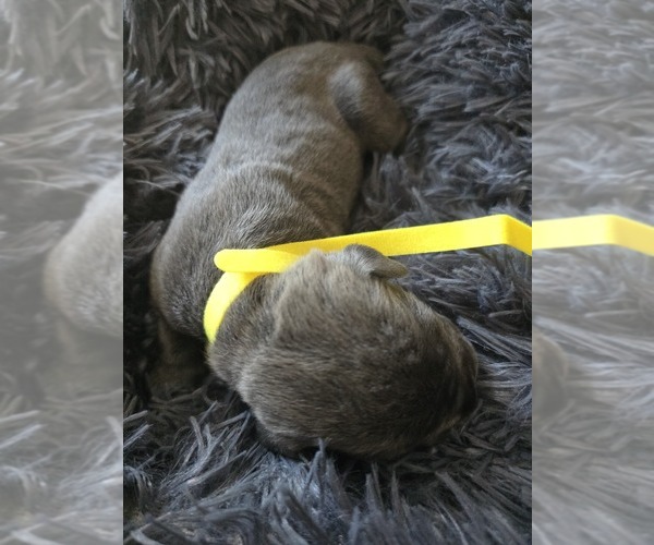 Medium Photo #6 Cane Corso Puppy For Sale in HENRY, VA, USA