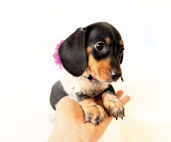 Medium Photo #5 Dachshund Puppy For Sale in DAVIS, CA, USA