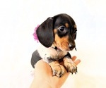 Small #4 Dachshund