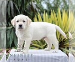 Small #3 Labrador Retriever